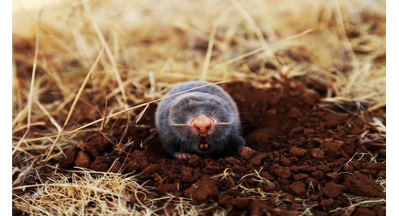 Siatka na krety – co warto o niej wiedzieć?