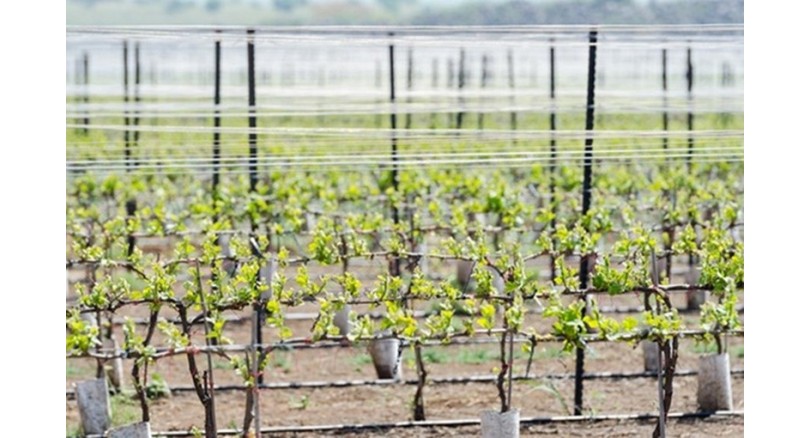 Konstrukcje pod winogrona