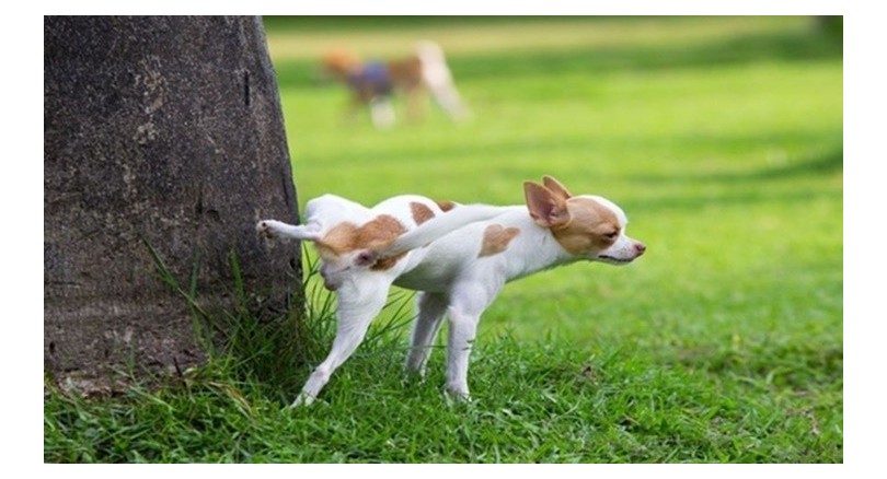 Co zrobić, gdy pies sika na drzewka