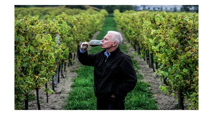 Jak założyć winnicę