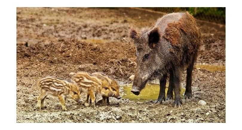 Jaka siatka na dziki