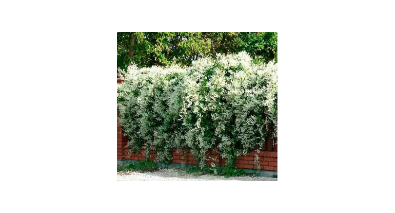 Jak zamaskować mur w ogrodzie?