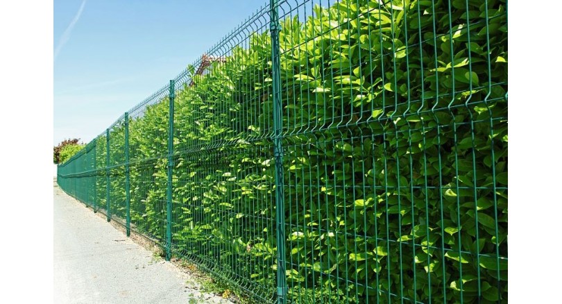 ŻYWOPŁOT JAKO UZUPEŁNIENIE OGRODZEŃ SIATKOWYCH I PANELOWYCH