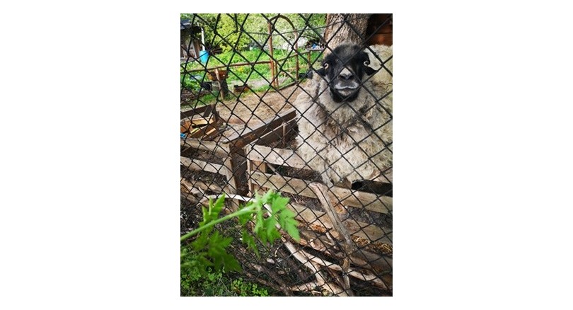 Naturalne ogrodzenie działki a budowa kojca dla psa