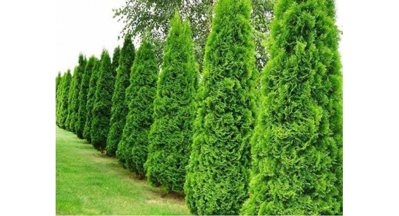 W jakiej odległości sadzić tuje?