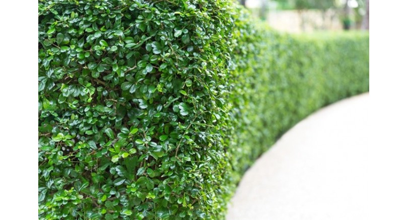 Jak osłonić taras od sąsiadów?