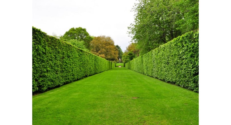 Z czego zrobić tani żywopłot szybko rosnący?