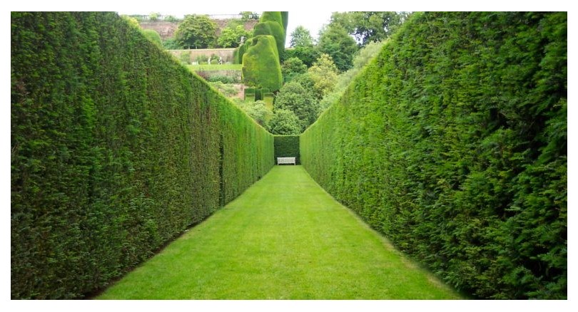 Rośliny pnące i bluszcze na ogrodzenia jako naturalna osłona posesji