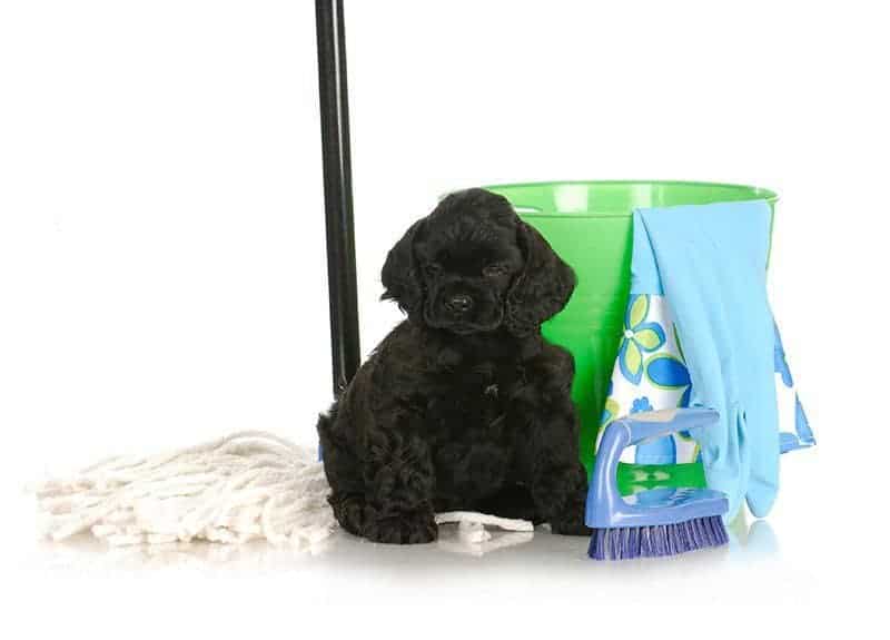 jak-nauczyc-psa-nie-sikac-na-drzewa