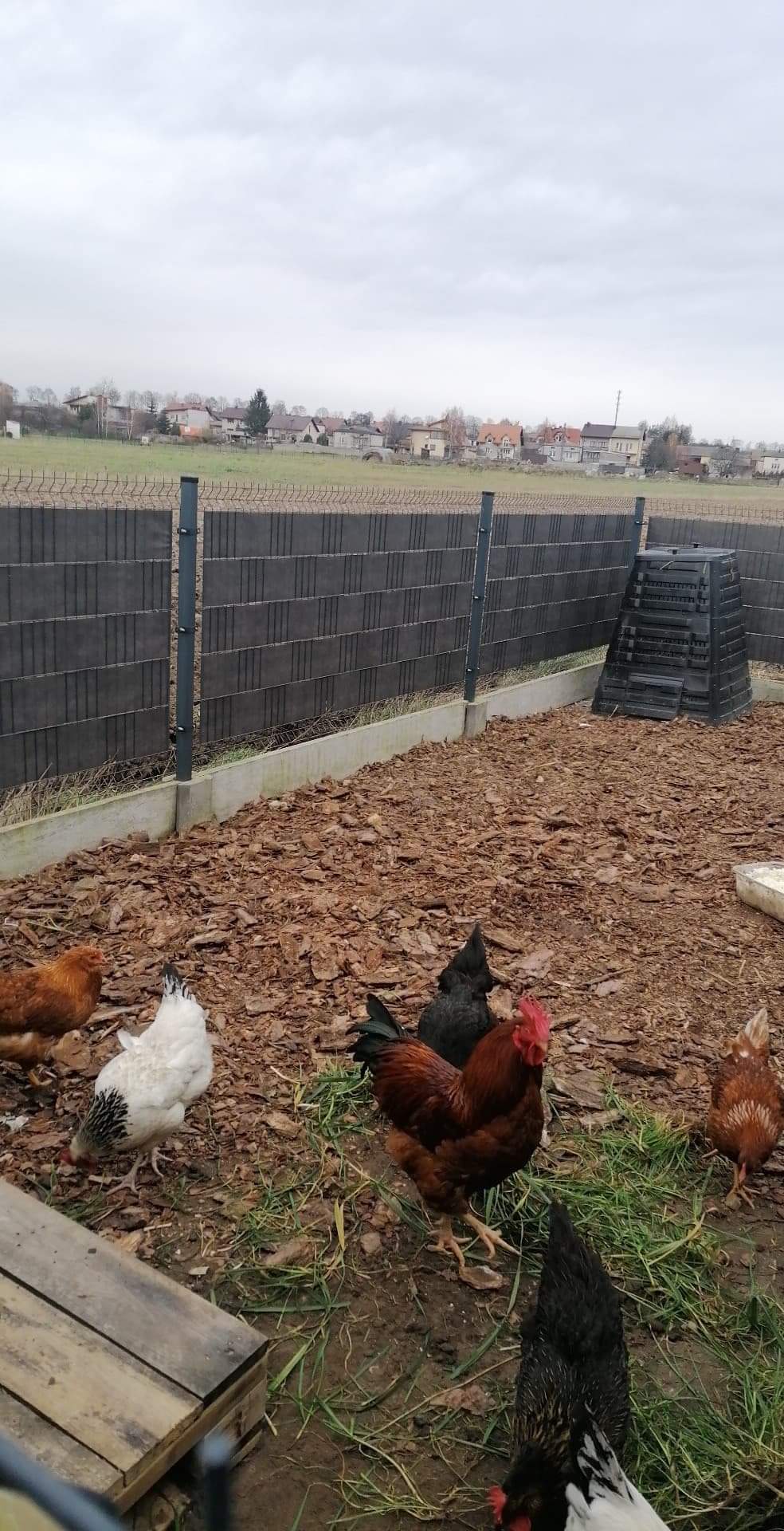 ogrodzenie kurnika, siatka dla kur