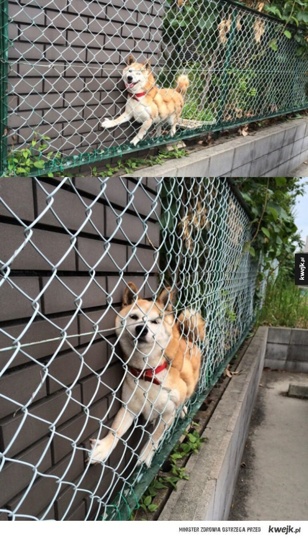 budynek gospodarczy w linii ogrodzenia