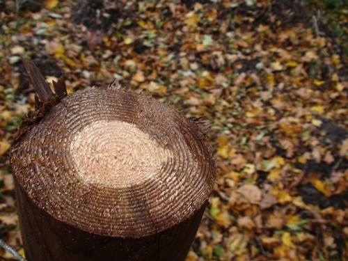 słupy-drewniane-sęk