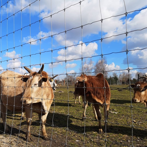 tania-siatka-tymczasowa-leśna