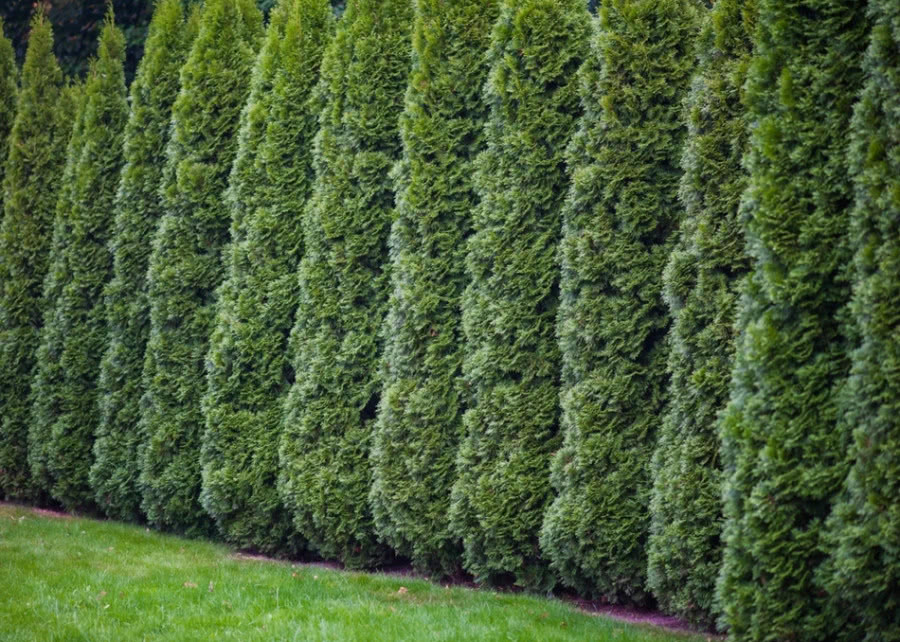 żywopłot-żywotnik